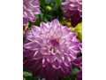 Purple and white dahlia